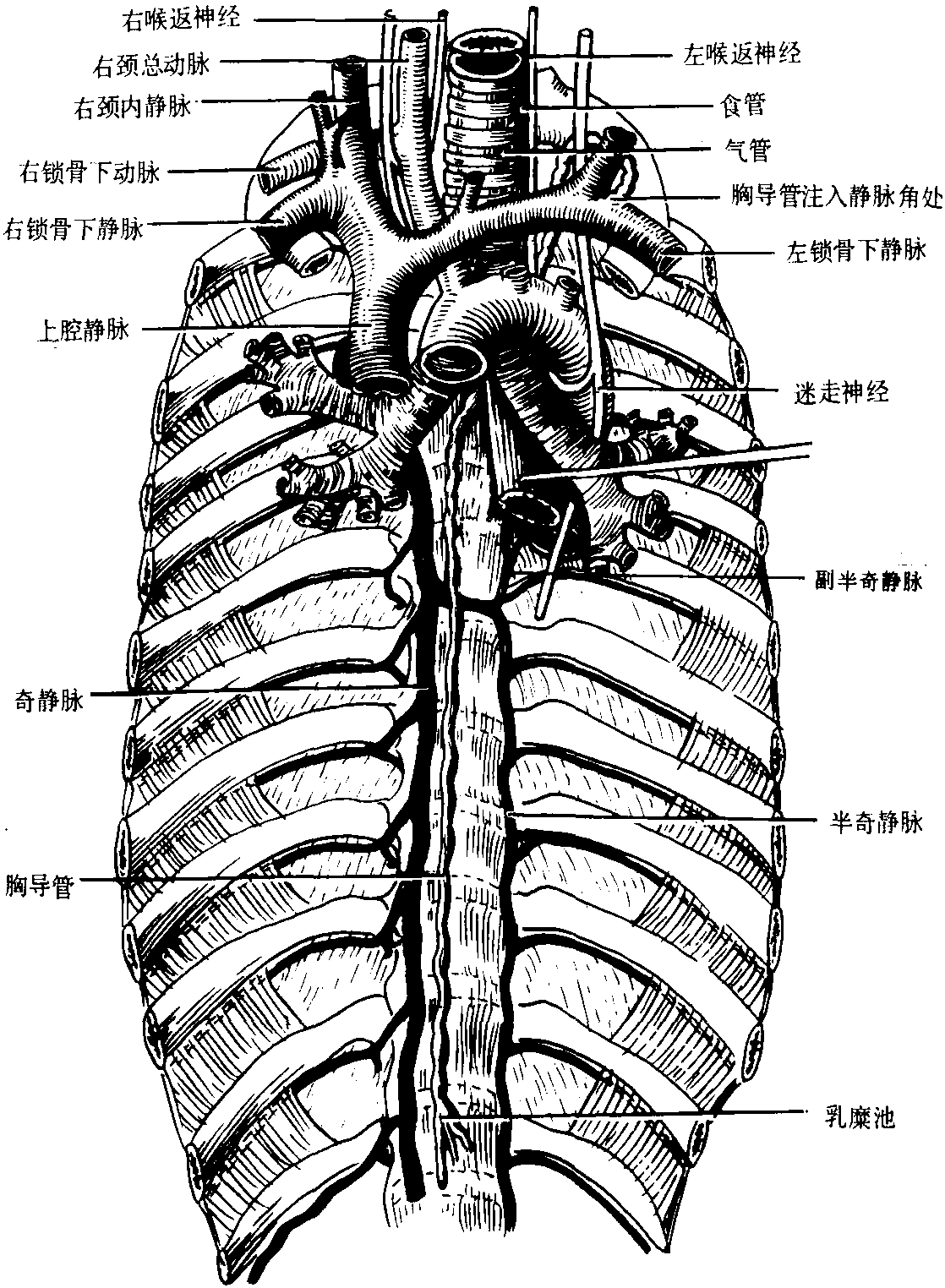 二、靜脈系